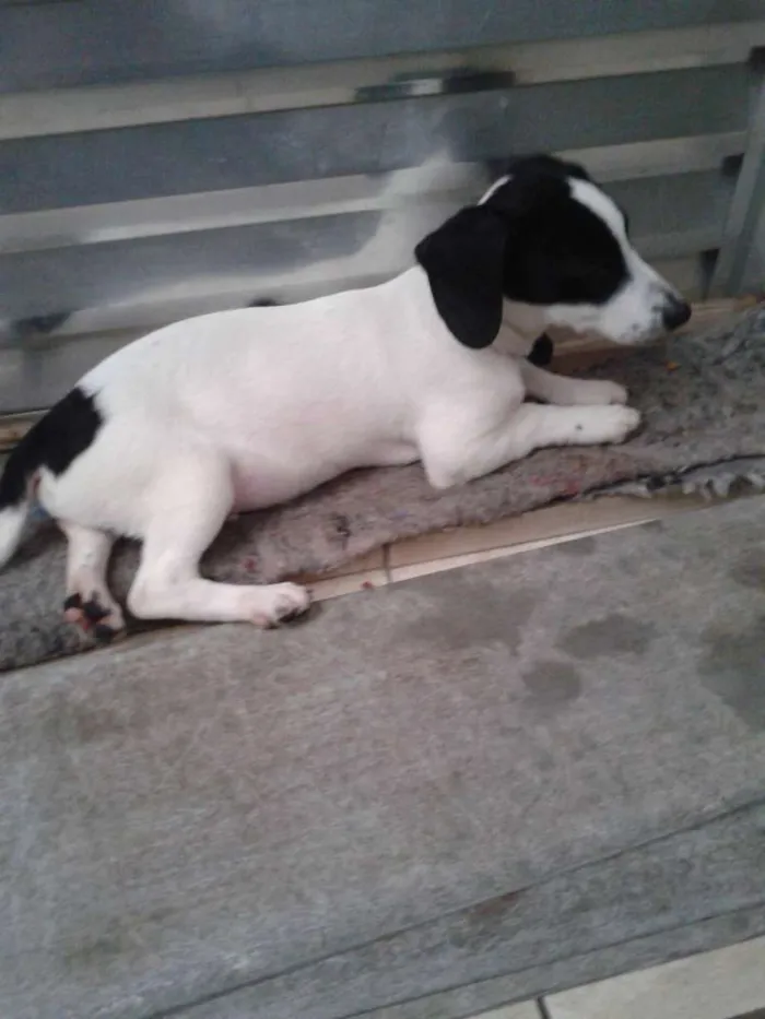 Cachorro ra a Sem raça definida idade 2 a 6 meses nome Bingo