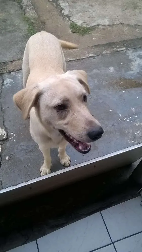 Cachorro ra a labrador  idade 1 ano nome Ozzy