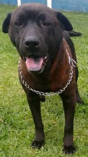 Cachorro raça Mix pit idade 5 anos nome Mona
