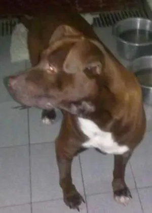 Cachorro raça Pitbull idade 2 anos nome Max