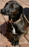 Pedrita e Penélope