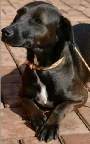 Cachorro raça SRD idade 4 anos nome Pedrita e Penélope