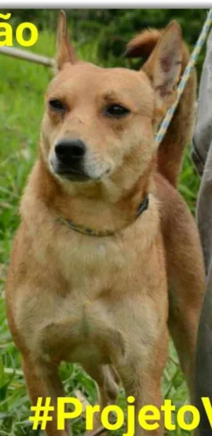 Cachorro raça SRD idade 5 anos nome Quincas