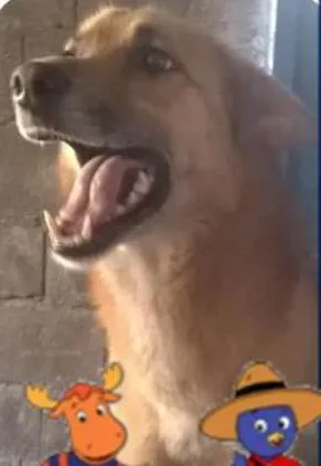 Cachorro raça SRD idade 3 anos nome AMARELO