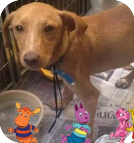 Cachorro ra a SRD idade 1 ano nome LOIRINHO