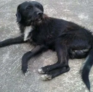 Cachorro raça SRD idade 2 anos nome PRETINHO