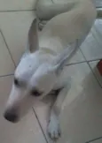 Branquinha