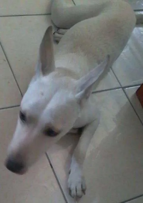 Cachorro ra a Vira Lata idade 2 a 6 meses nome Branquinha