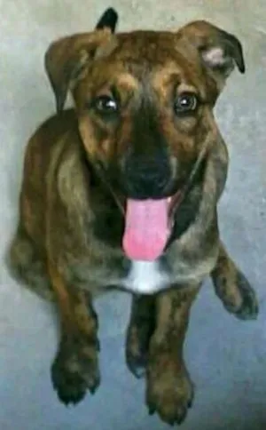Cachorro raça Vira Lata idade 2 a 6 meses nome Nick