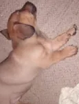 cãozinho