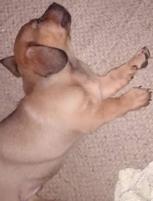 Cachorro raça indefinida idade  nome cãozinho