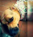 belinha