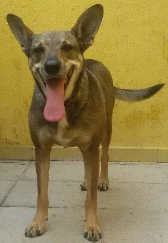 Cachorro ra a Srd vira lata idade 2 anos nome Menina