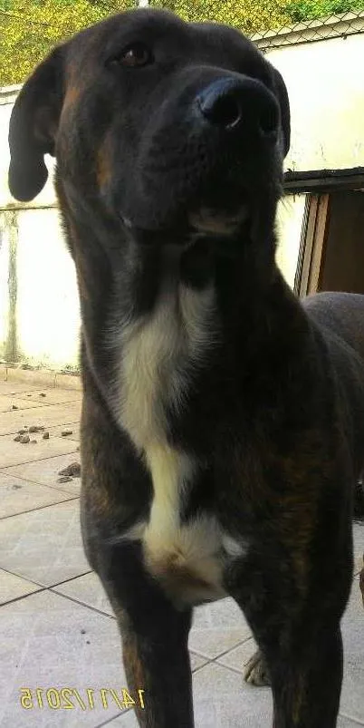 Cachorro ra a Vira lata idade 1 ano nome Thor