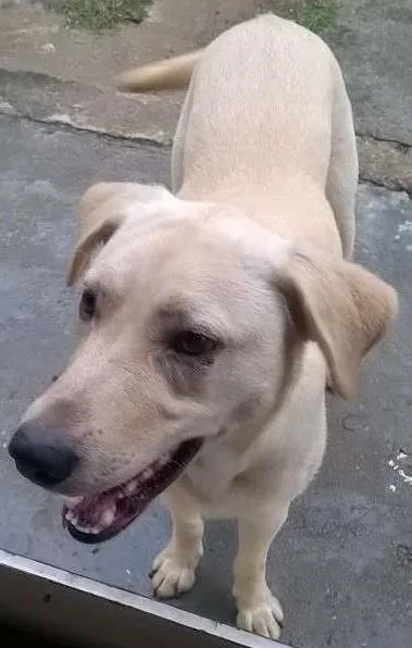 Cachorro ra a labrador  idade 1 ano nome Ozzy