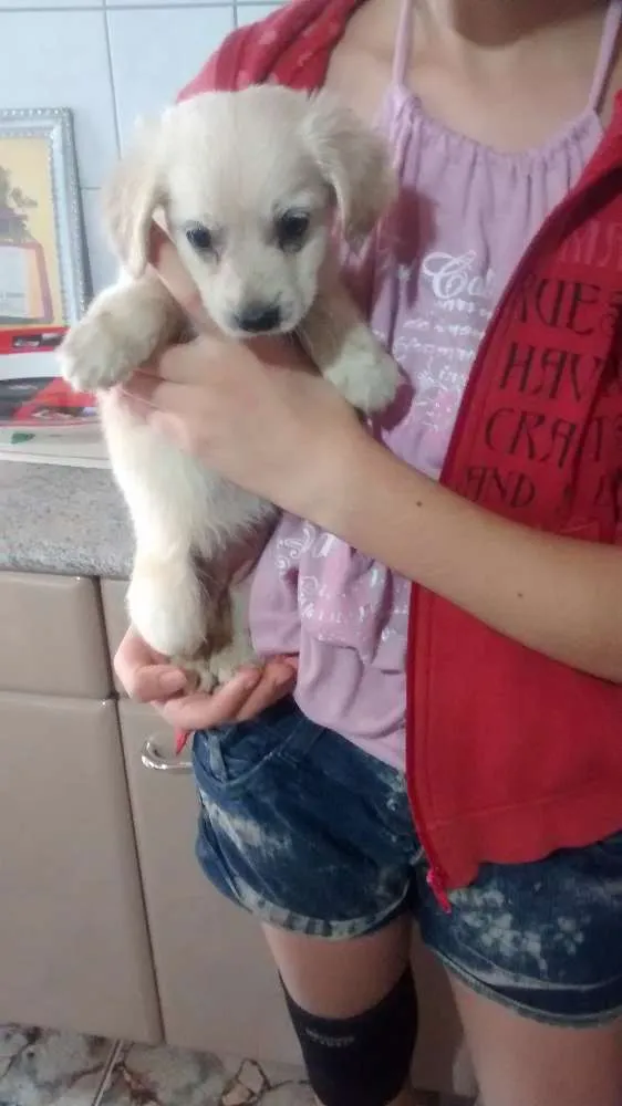 Cachorro ra a sem raça definida idade Abaixo de 2 meses nome sem nome