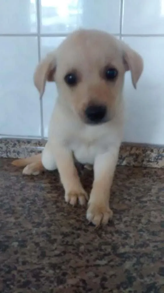 Cachorro ra a sem raça definida idade Abaixo de 2 meses nome sem nome
