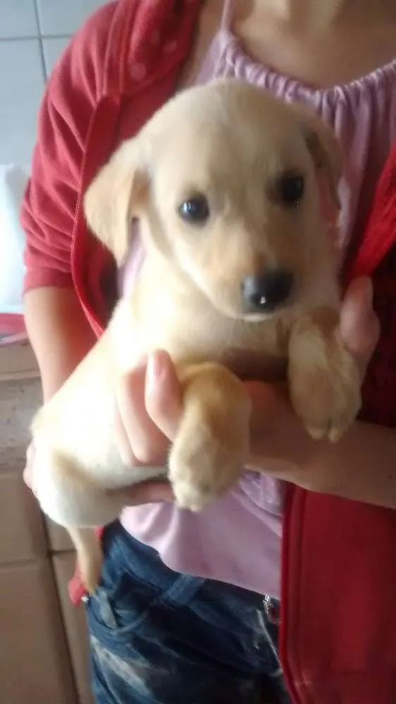 Cachorro ra a sem raça definida idade Abaixo de 2 meses nome sem nome
