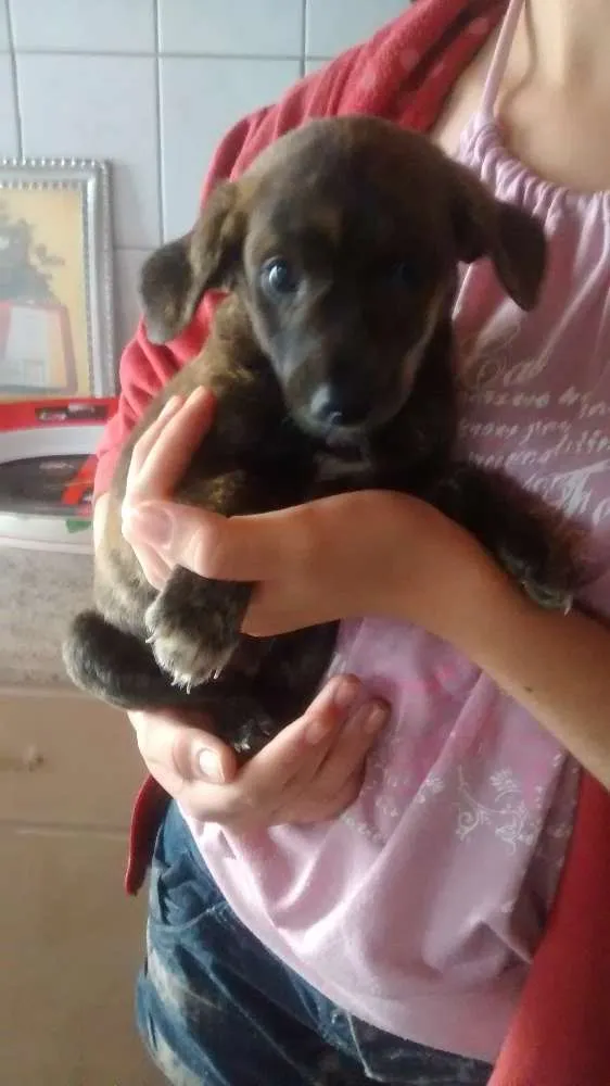 Cachorro ra a sem raça definida idade Abaixo de 2 meses nome sem nome