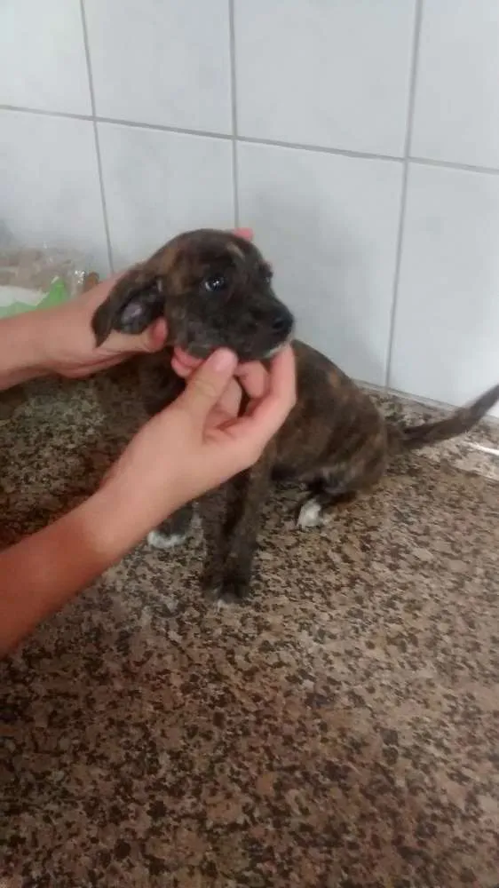 Cachorro ra a sem raça definida idade Abaixo de 2 meses nome sem nome