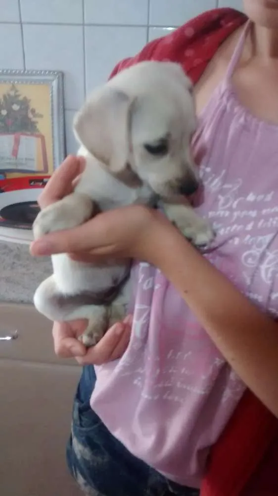 Cachorro ra a sem raça definida idade Abaixo de 2 meses nome sem nome