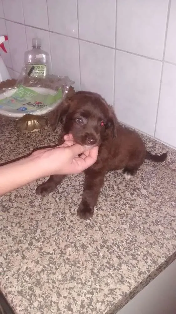 Cachorro ra a sem raça definida idade Abaixo de 2 meses nome sem nome