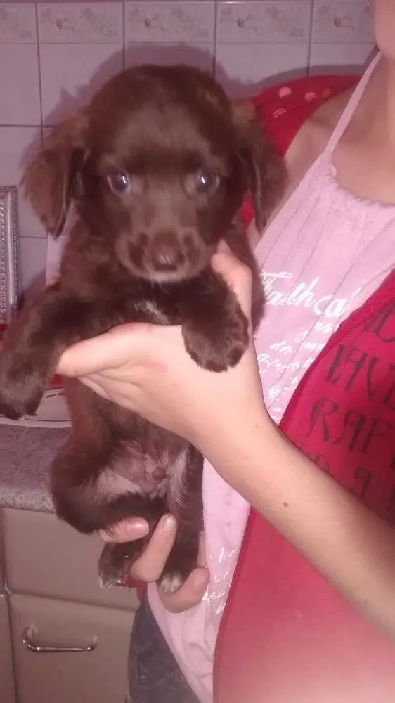 Cachorro ra a sem raça definida idade Abaixo de 2 meses nome sem nome