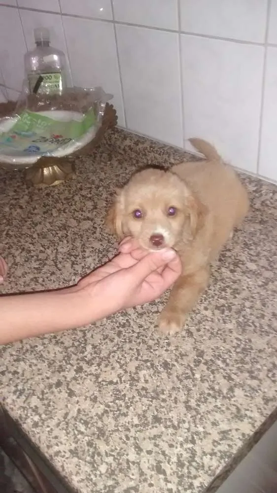 Cachorro ra a sem raça definida idade Abaixo de 2 meses nome sem nome