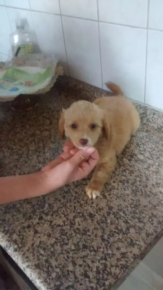 Cachorro ra a sem raça definida idade Abaixo de 2 meses nome sem nome