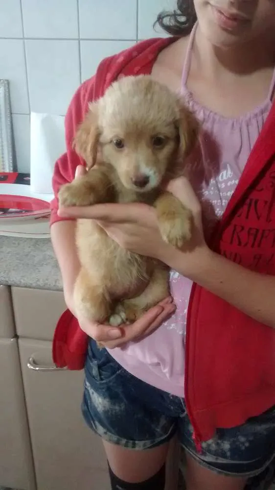 Cachorro ra a sem raça definida idade Abaixo de 2 meses nome sem nome