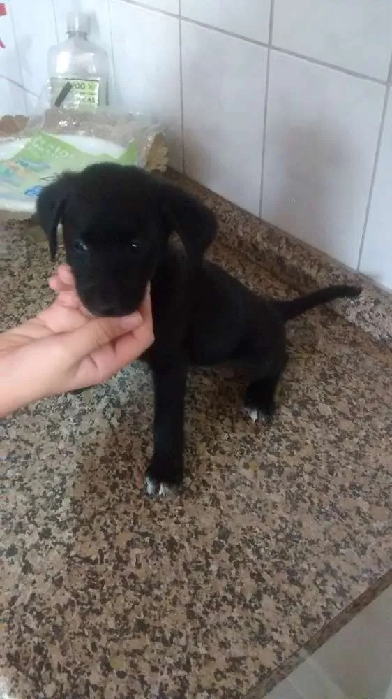 Cachorro ra a sem raça definida idade Abaixo de 2 meses nome sem nome