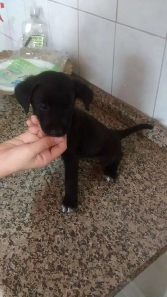 Cachorro ra a sem raça definida idade Abaixo de 2 meses nome sem nome