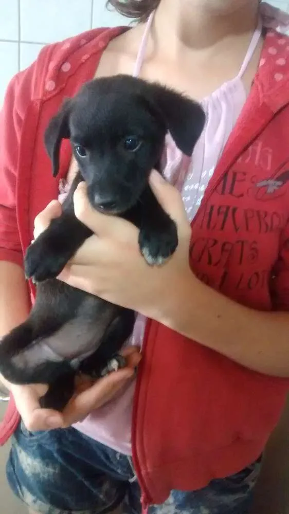 Cachorro ra a sem raça definida idade Abaixo de 2 meses nome sem nome