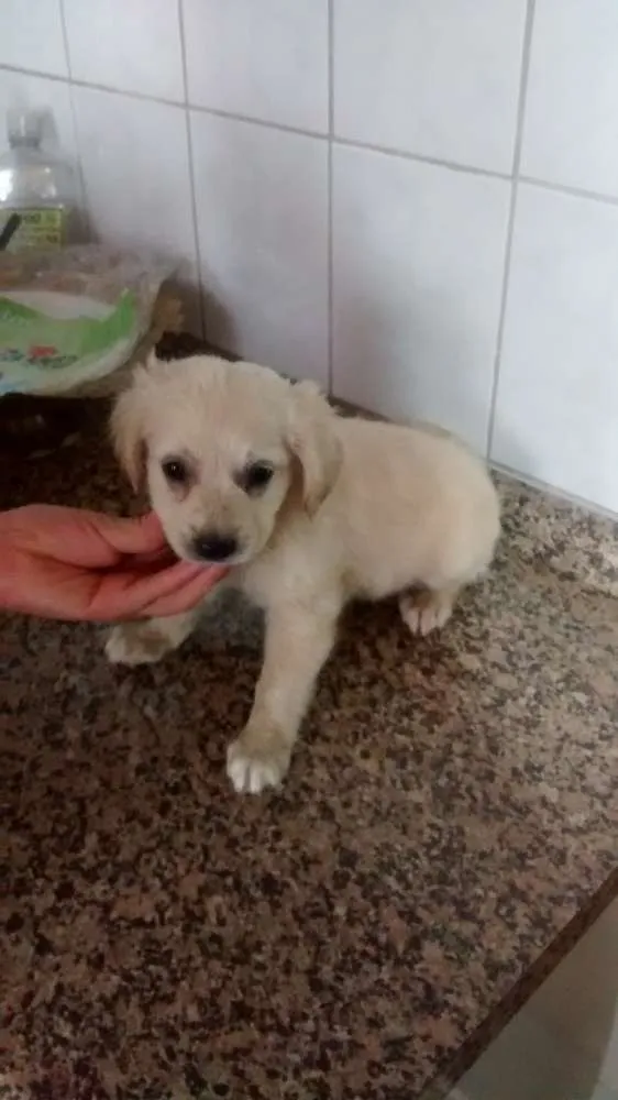Cachorro ra a sem raça definida idade Abaixo de 2 meses nome sem nome