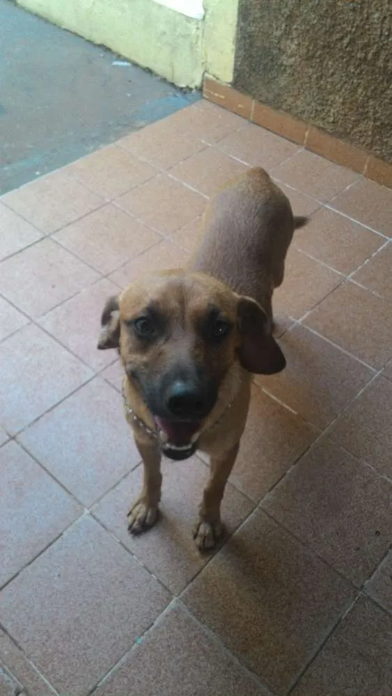 Cachorro ra a Srd idade 1 ano nome Bolota