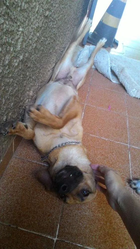 Cachorro ra a Srd idade 1 ano nome Bolota