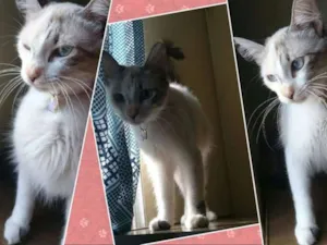 Gato raça SRD idade 2 a 6 meses nome Bonitinha