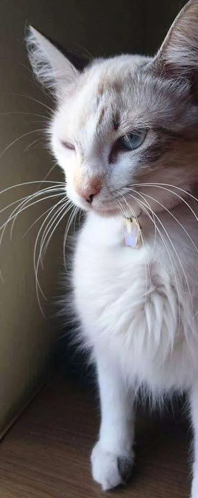 Gato raça SRD idade 2 a 6 meses nome Bonitinha