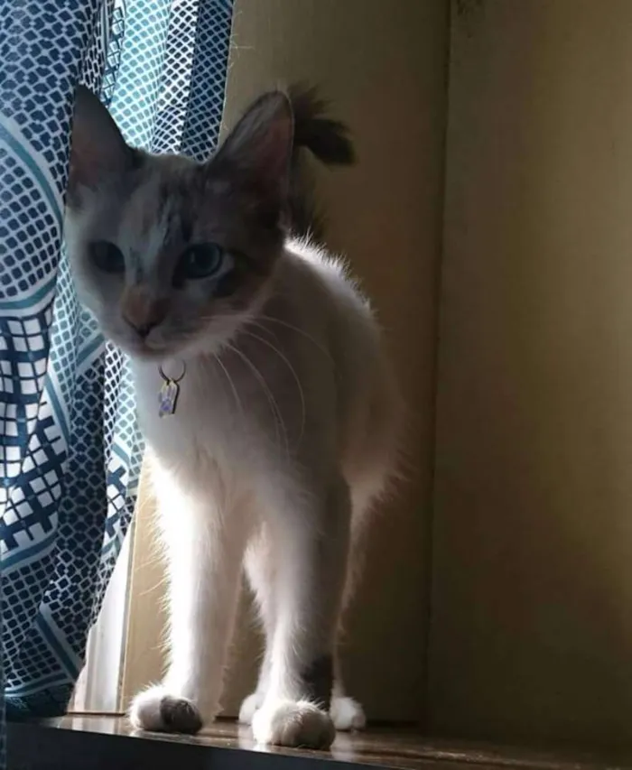 Gato raça SRD idade 2 a 6 meses nome Bonitinha