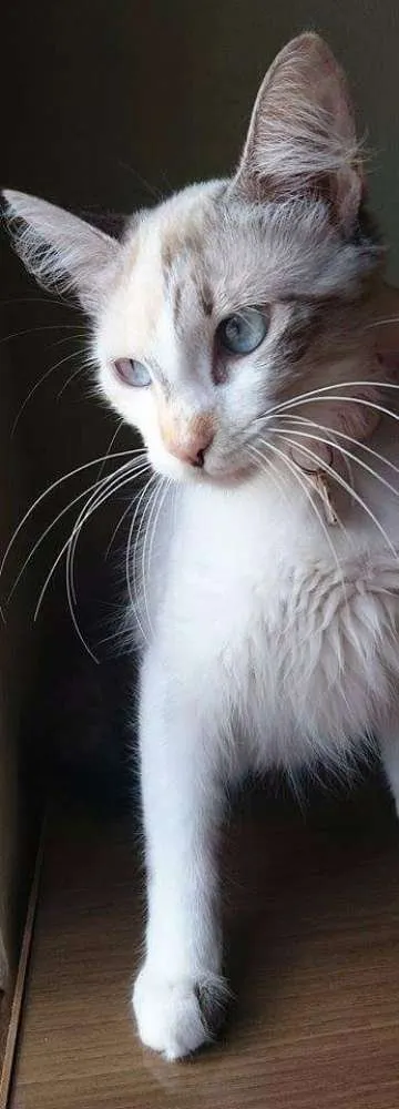 Gato raça SRD idade 2 a 6 meses nome Bonitinha