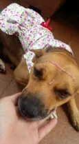 belinha