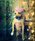 belinha