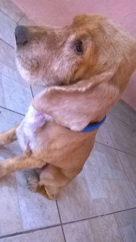 Cachorro ra a Cocker idade 6 ou mais anos nome keko