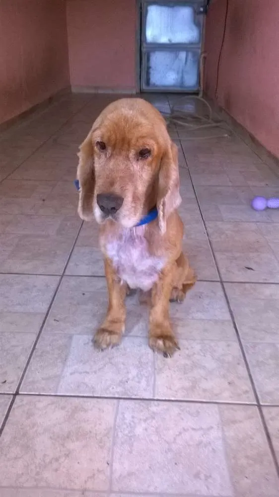 Cachorro ra a Cocker idade 6 ou mais anos nome keko