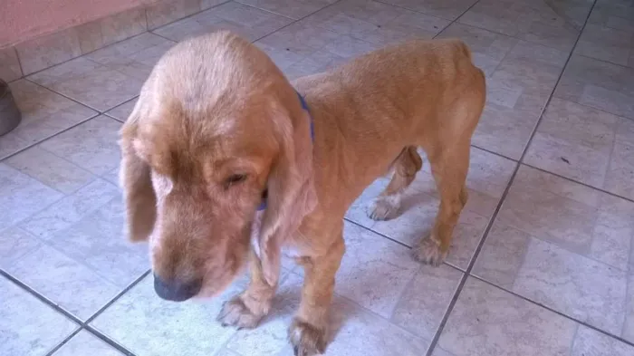 Cachorro ra a Cocker idade 6 ou mais anos nome keko