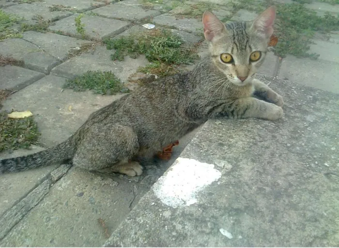 Gato ra a VIRA LATA idade 7 a 11 meses nome NÃO TEM NOME