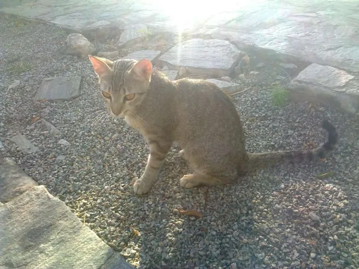 Gato ra a VIRA LATA idade 7 a 11 meses nome NÃO TEM NOME