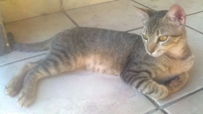 Gato ra a VIRA LATA idade 7 a 11 meses nome NÃO TEM NOME