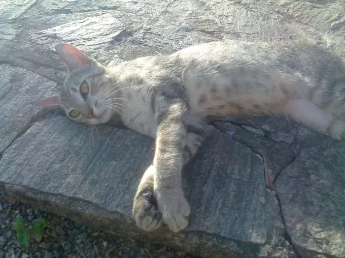 Gato ra a VIRA LATA idade 7 a 11 meses nome NÃO TEM NOME