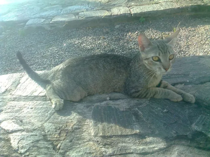 Gato ra a VIRA LATA idade 7 a 11 meses nome NÃO TEM NOME